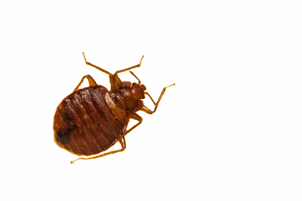 Close-up photo of a bed bug on a white surface.