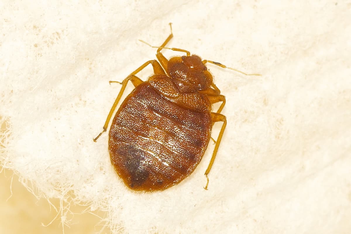 Close-up photo of a bed bug.