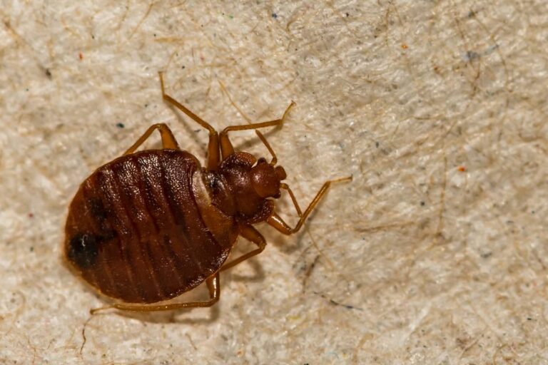 Can Bed Bugs Live in High Altitudes?