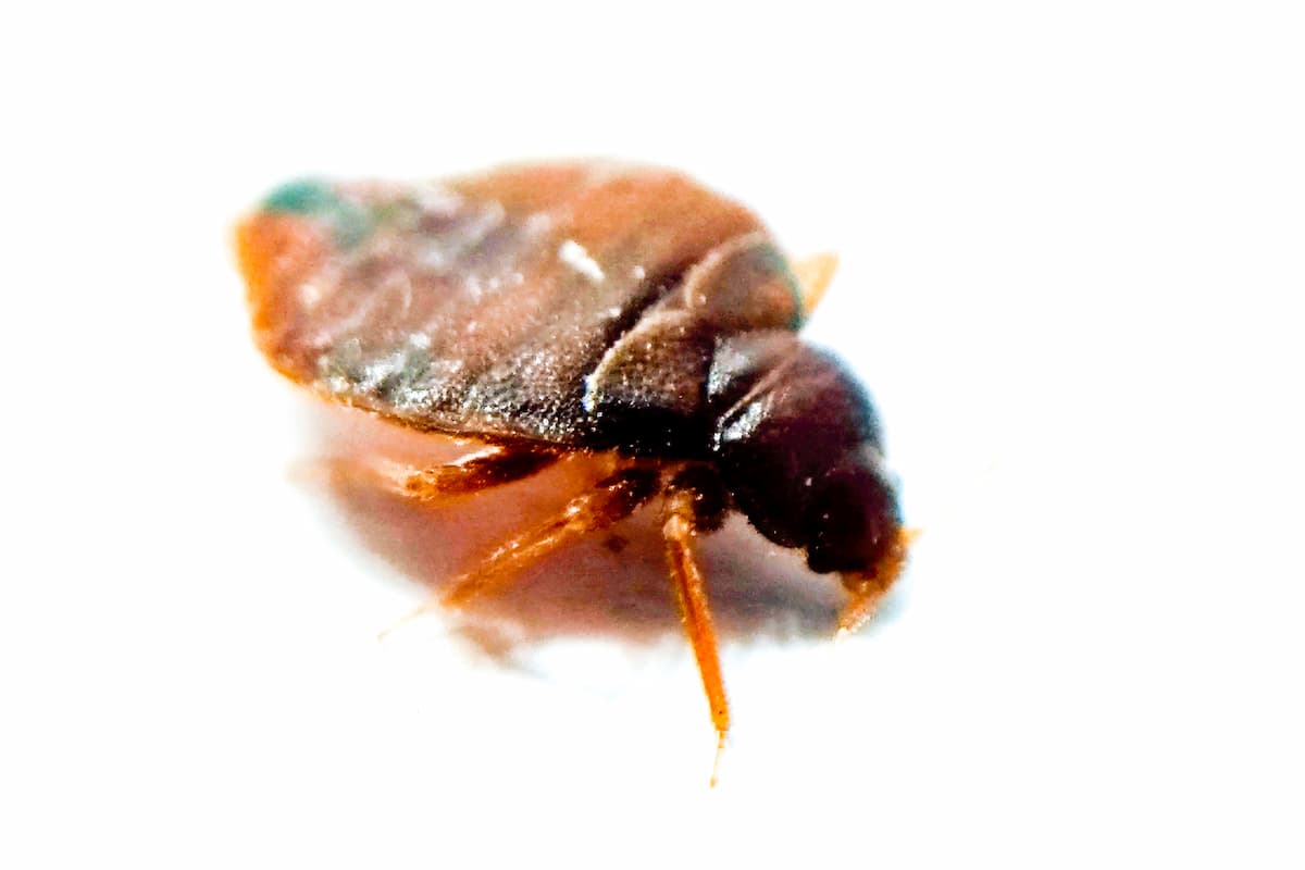 Close-up photo of a bed bug on a white background.