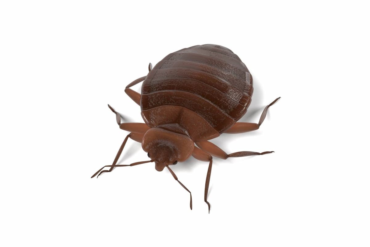 3D photo of a bed bug on a white background.