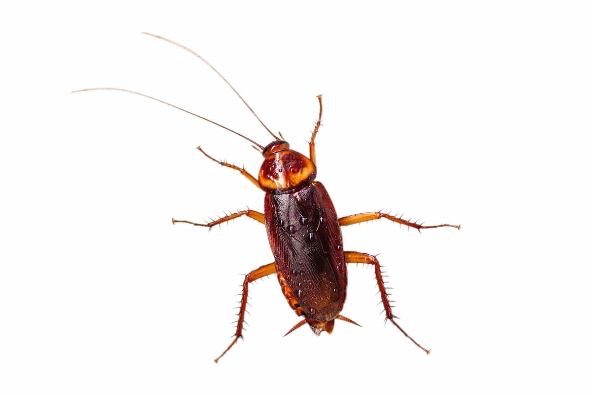 Close-up photo of a cockroach on a white background.