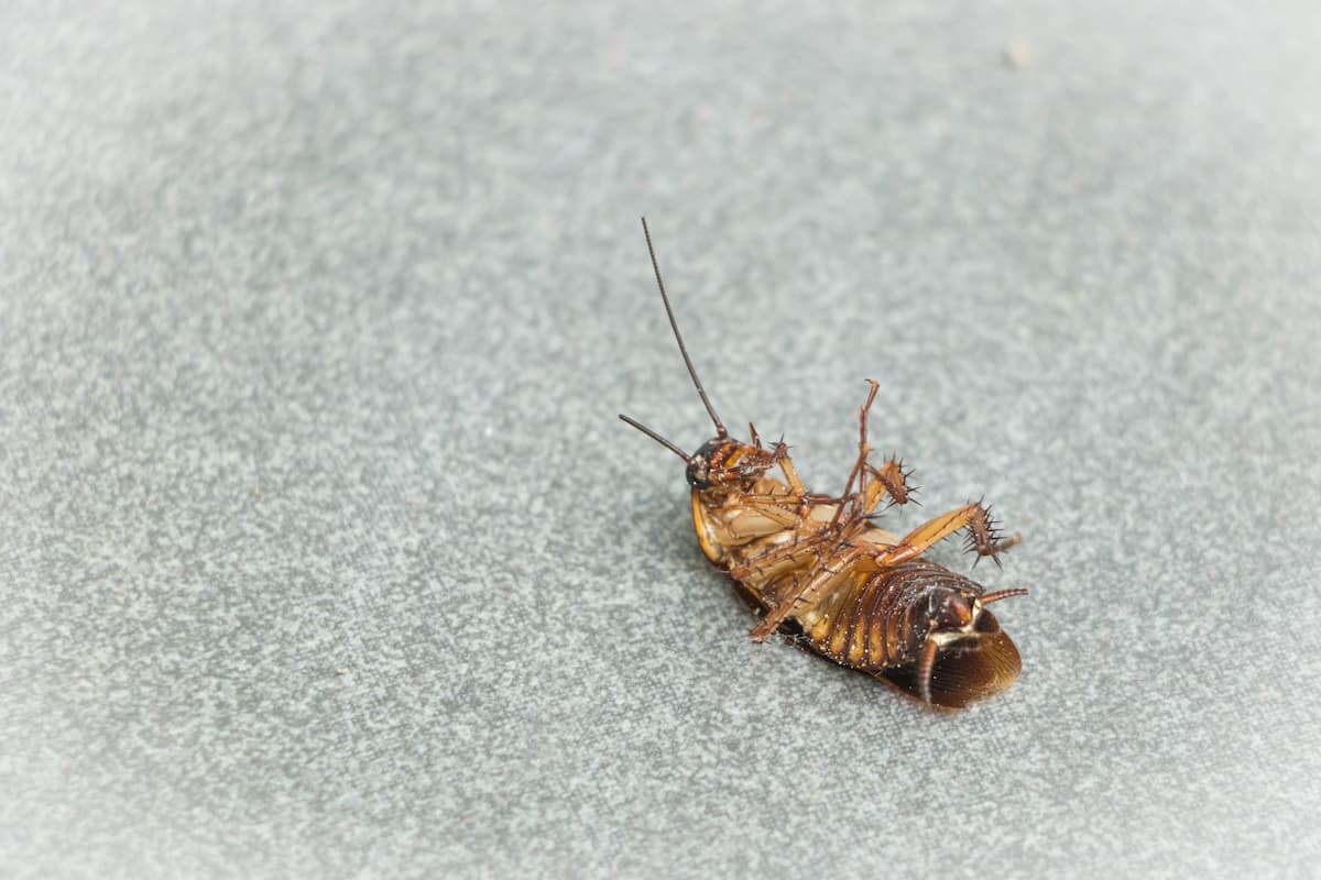 Close-up photo of a dead cockroach.