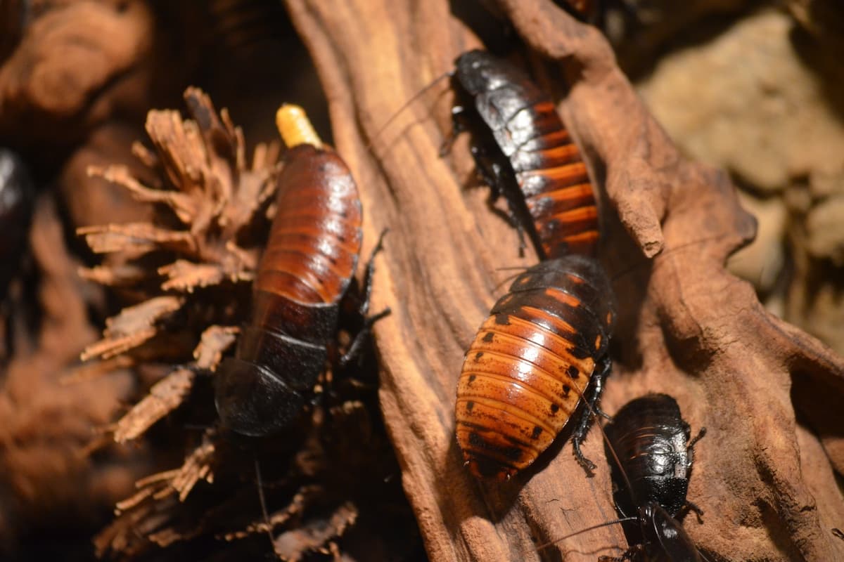 Photo of cockroaches on a wood.