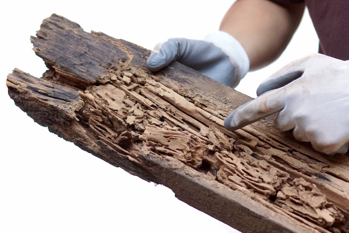 A person's hand pointing at the wood plank damaged by termites on a white background.