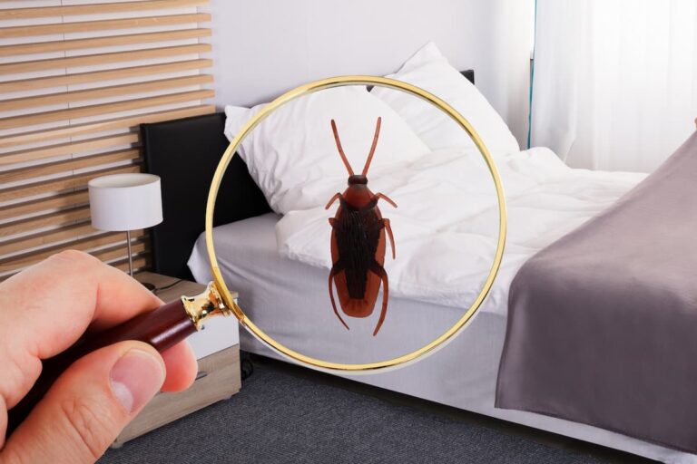 What To Do If You See A Cockroach In Your Room?