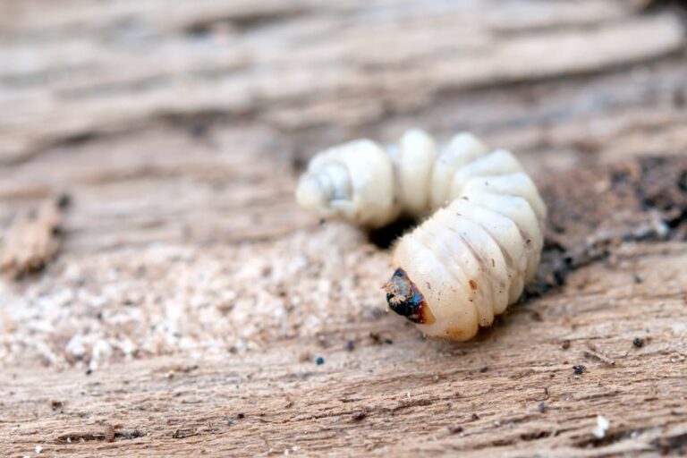 Termites vs Borers: What Are The Differences?