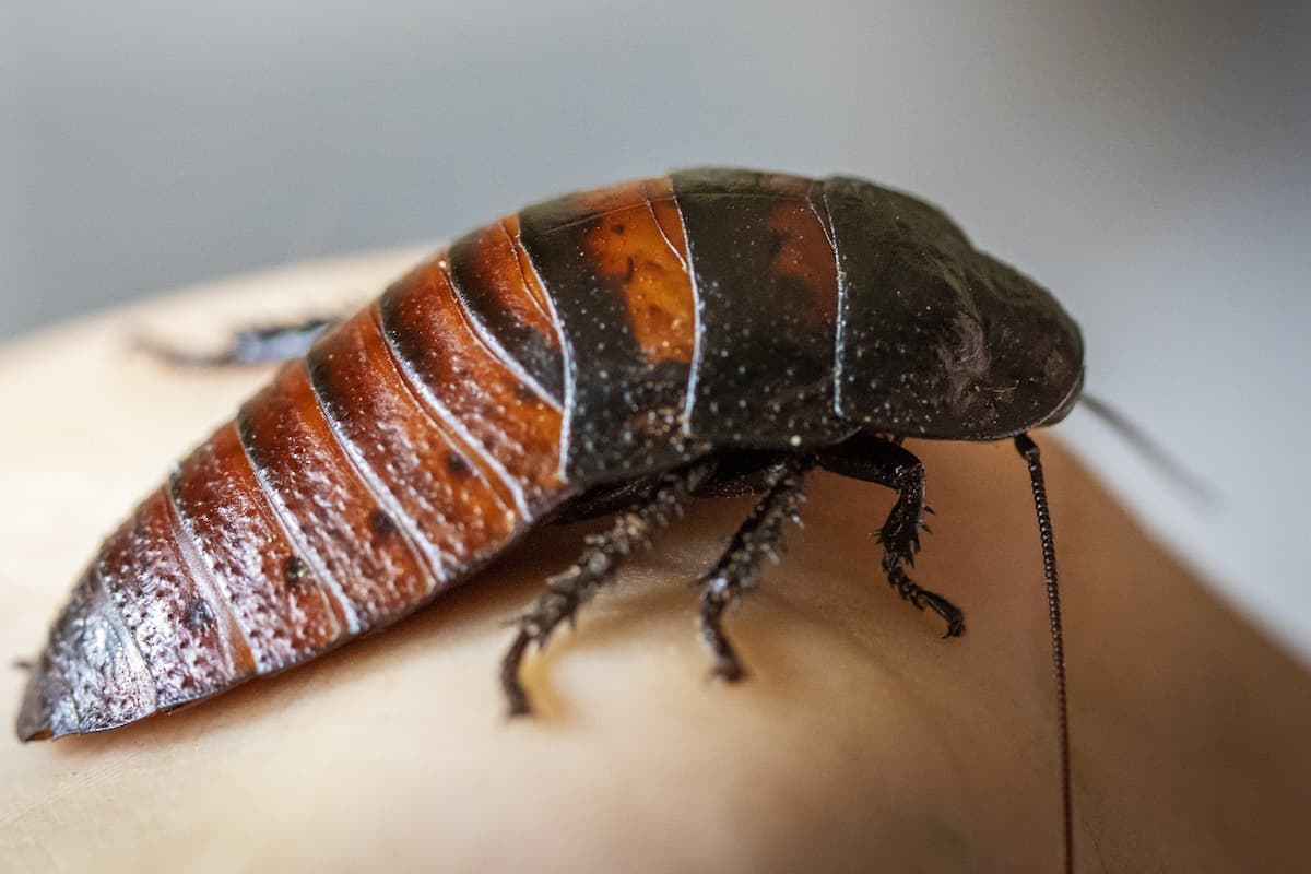 Close-up photo of a hissing cockroach on a person's skin.