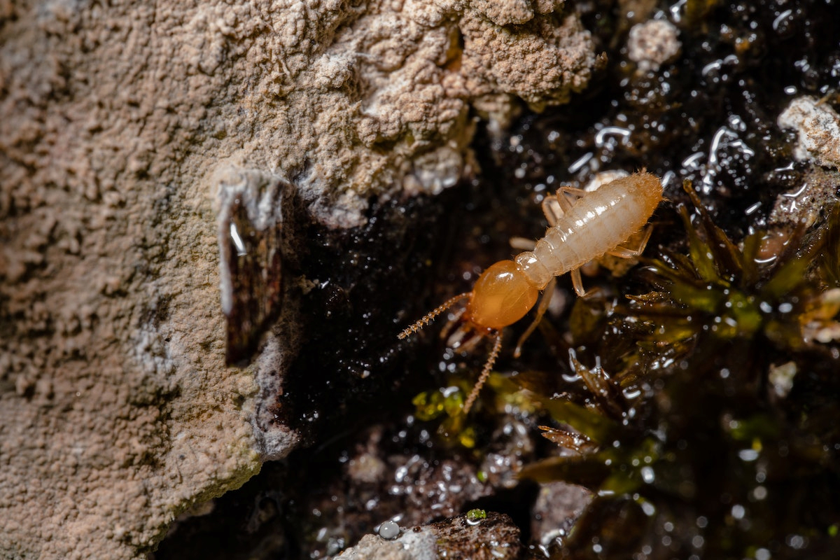 Close-up photo of a termite.