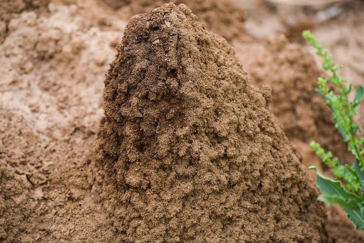 a close-up image of a termite mound