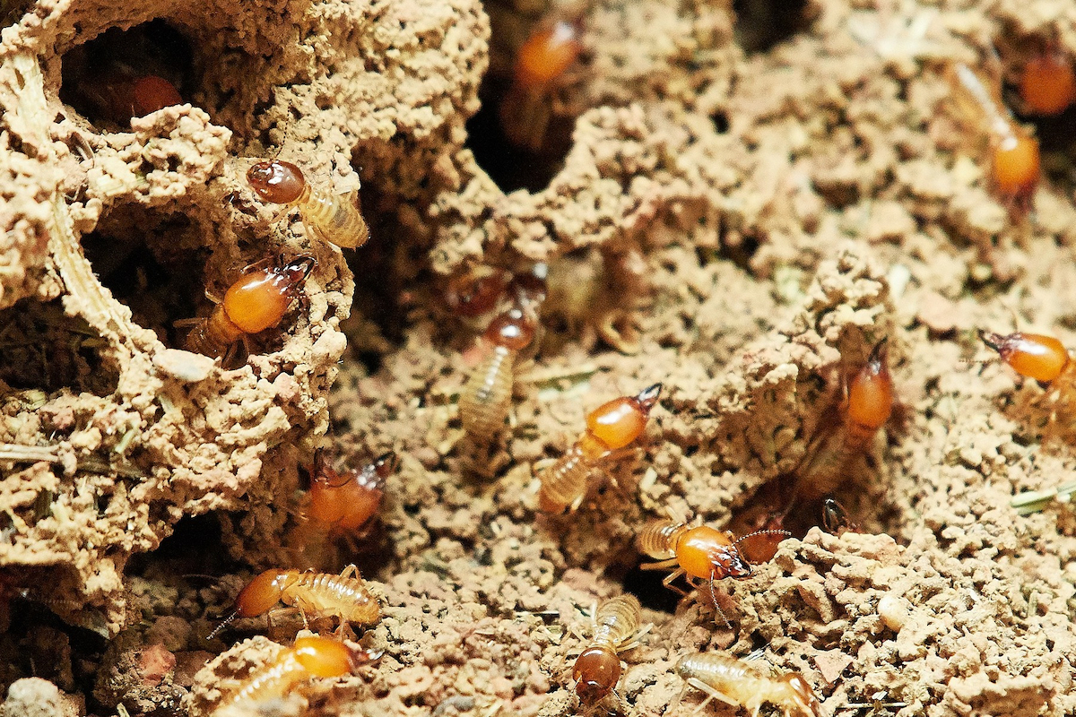A group of termites gathering for food.