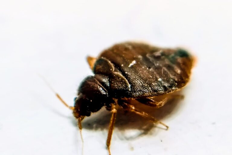 Can Bed Bugs Go in Your Private Parts?