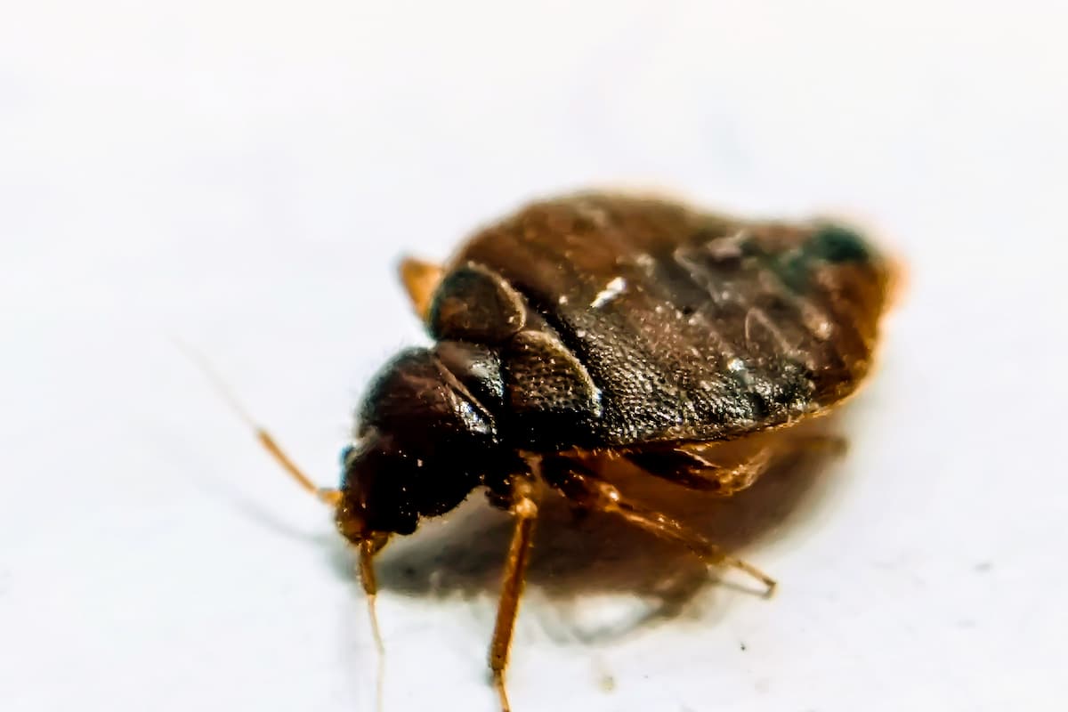 Close-up photo of a bed bug on a white surface. 