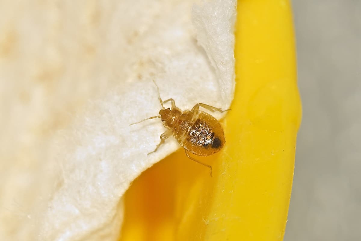 Close-up photo of a bed bug.