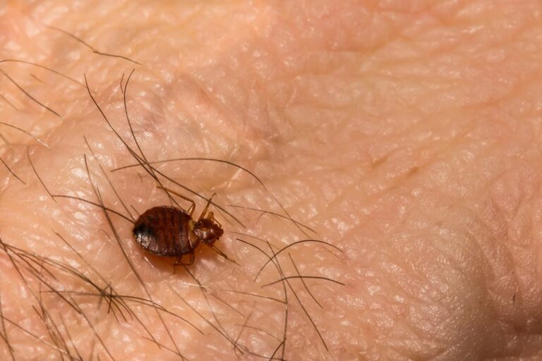 How Long Does It Take for Bed Bugs to Starve and Die?