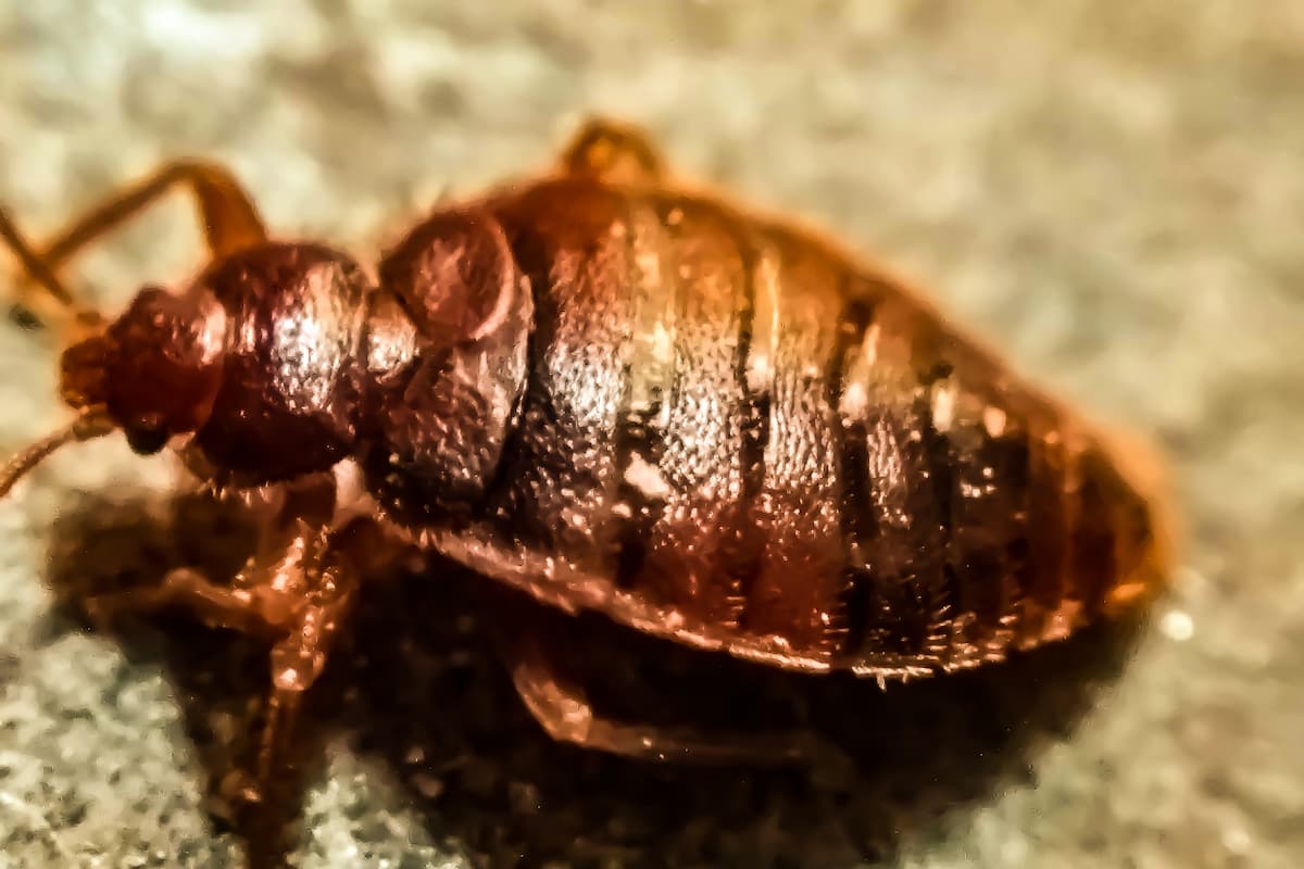 Close-up photo of a bed bug with a blurred background. 
