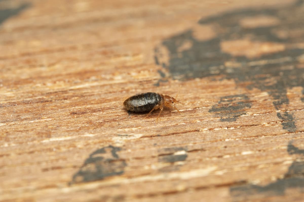 Close-up photo of a bed bug on a wooden surface. 