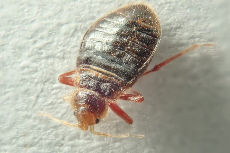 Can Bed Bugs Appear Out of Nowhere?