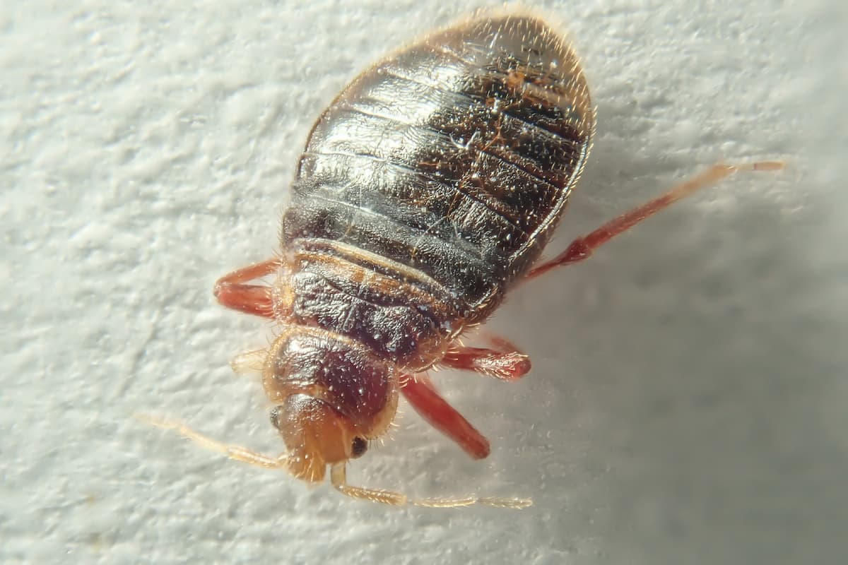 Close-up photo of a bed bug on a white surface. 