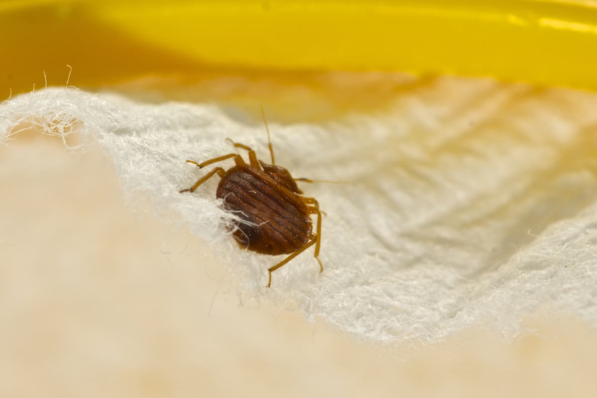 Close-up photo of a bed bug. 