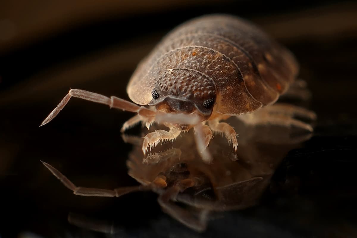 Close-up photo of a bed bug on a black surface. 