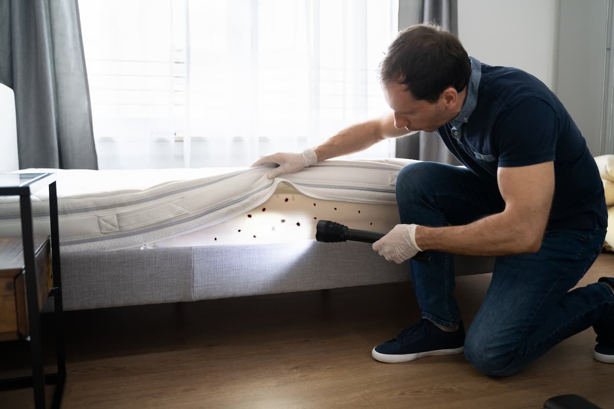 A bed bug exterminator is looking at the bed bugs on the bed with a flashlight on. 