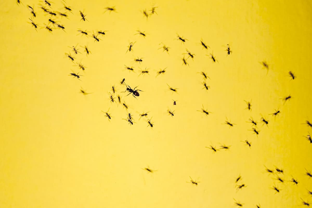 A group of black ants on a yellow background. 