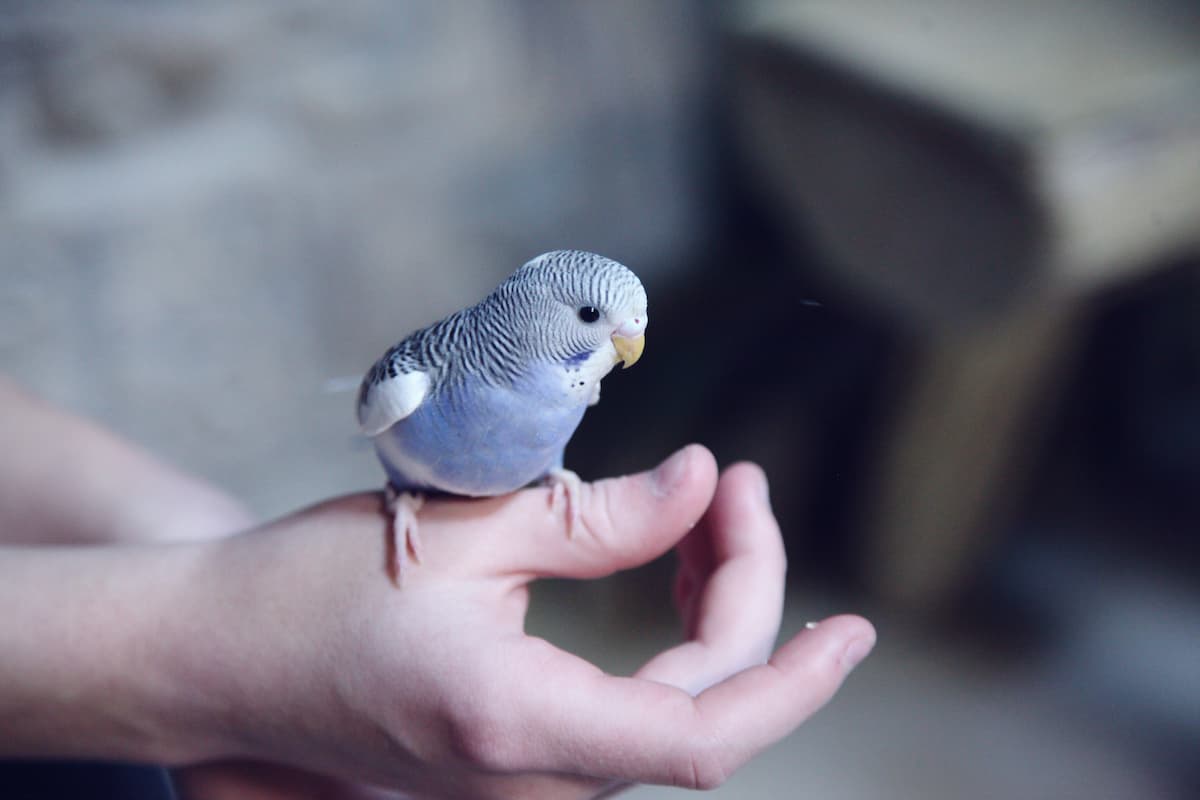 A blue budgie sitting on a person's hand. 