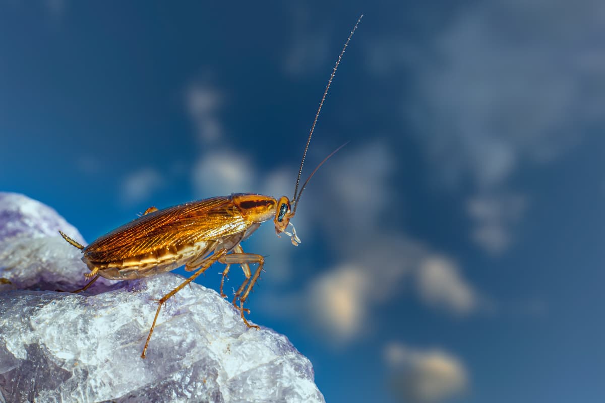 Close-up photo of a cockroach on a rock. 