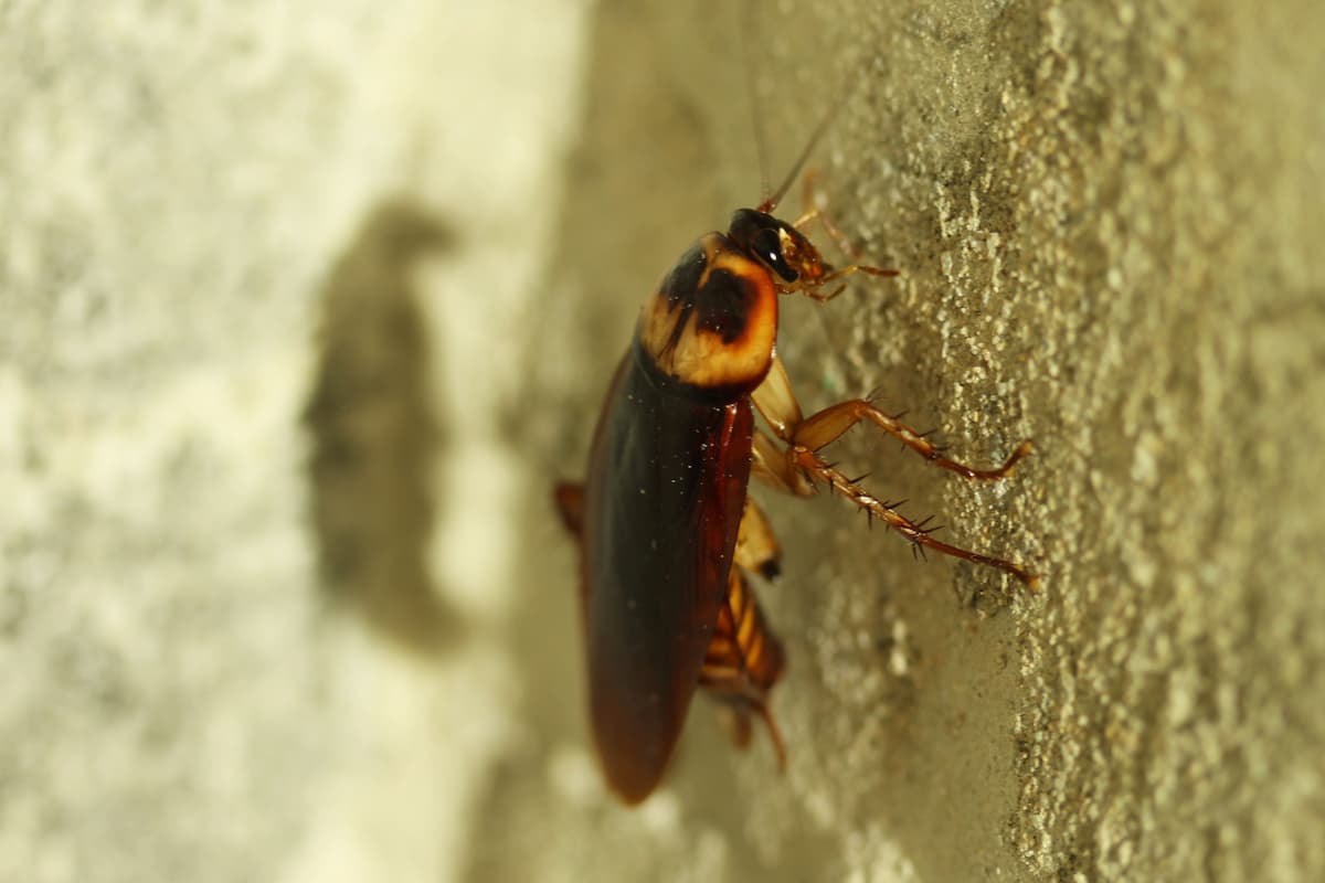 Close-up photo of a cockroach climbing on a wall. 