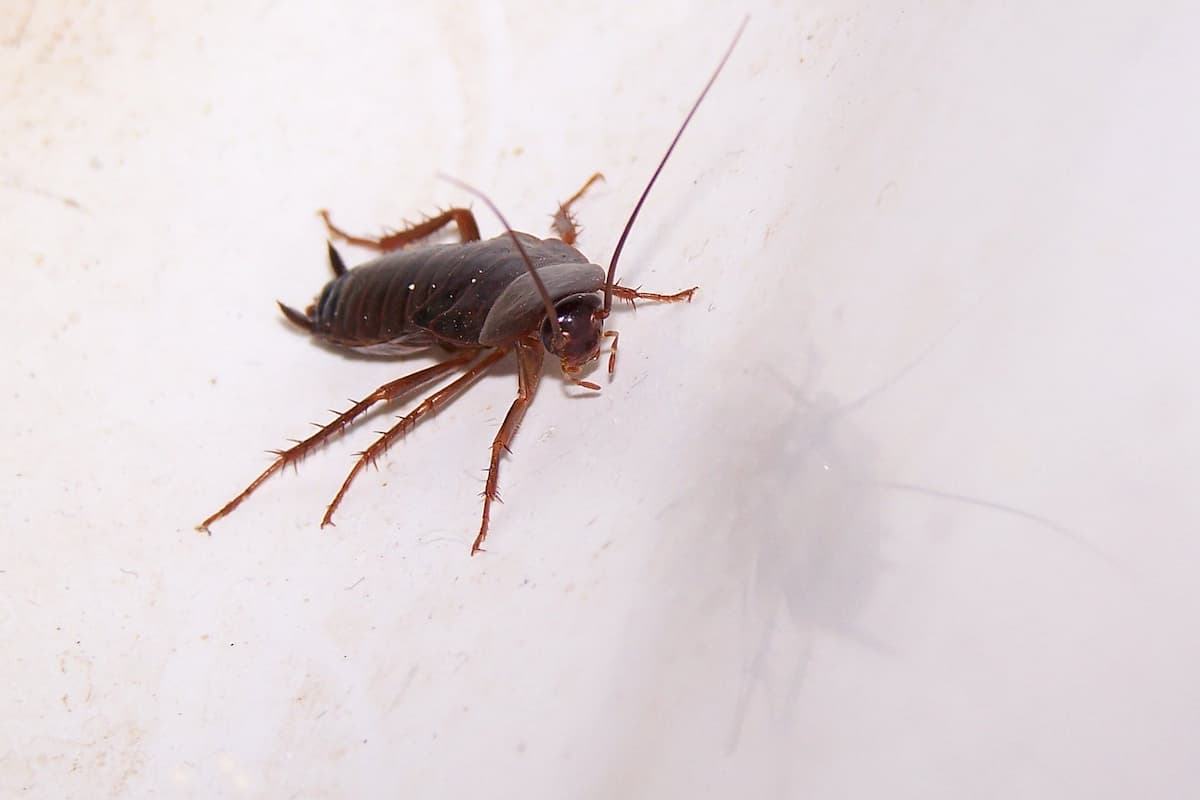 Close-up photo of a cockroach on a white wall.
