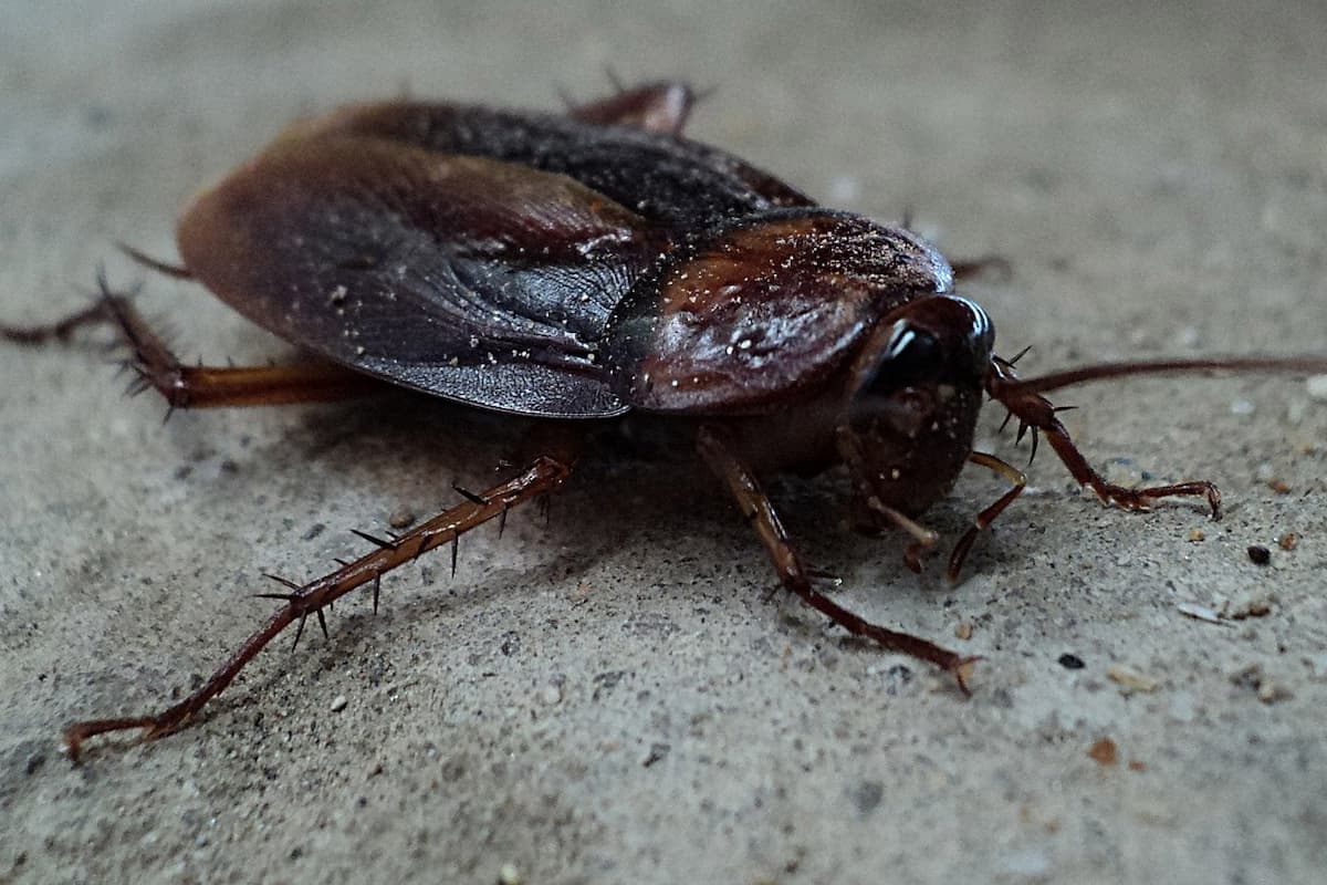Close-up photo of a cockroach on the ground.