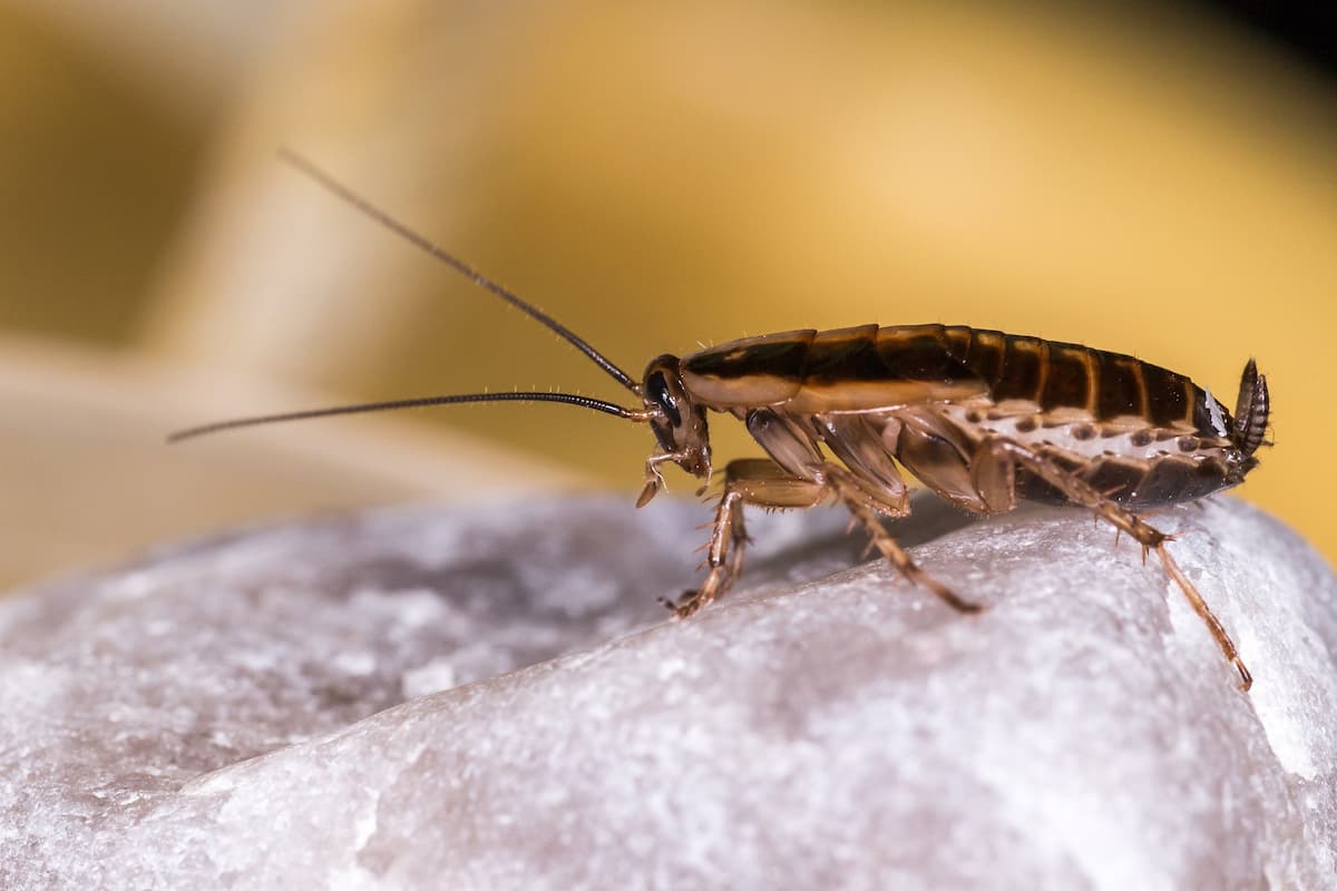 A close-up shot of a cockroach.