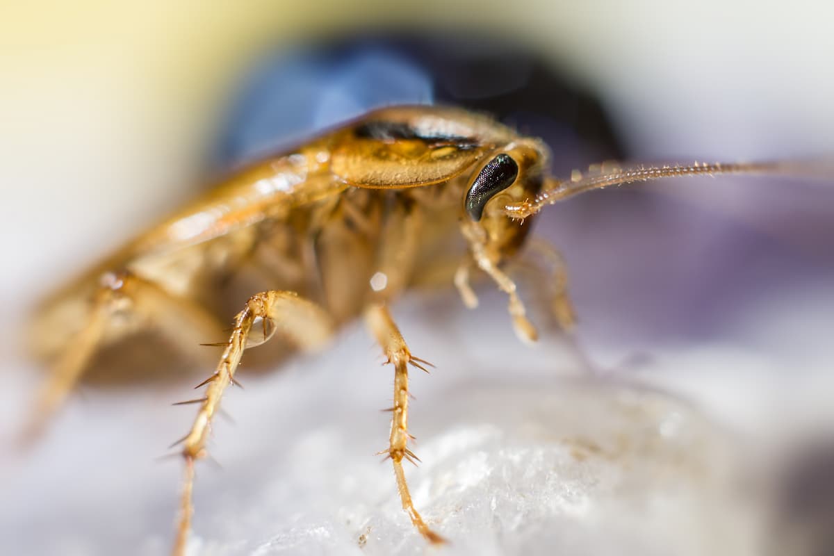 Close-up photo of a cockroach focusing its head. 