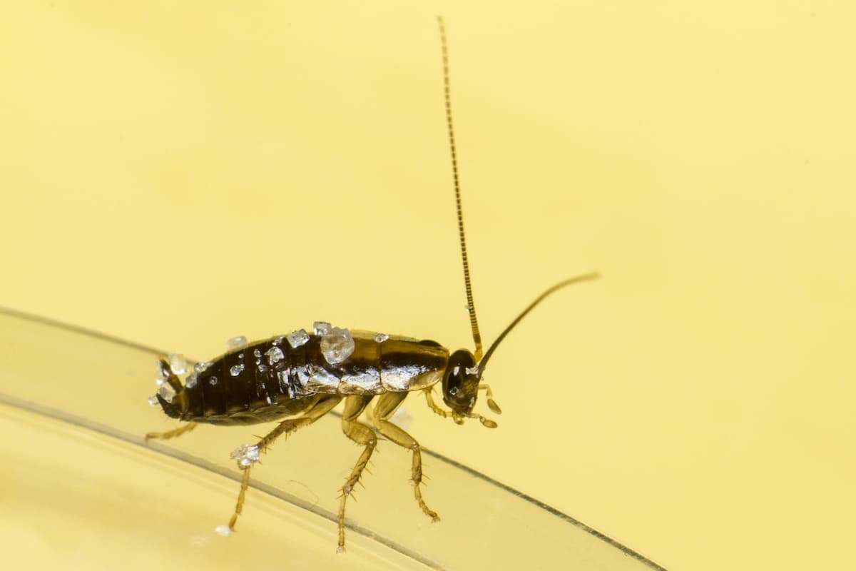 Close-up photo of a cockroach on a yellow background. 