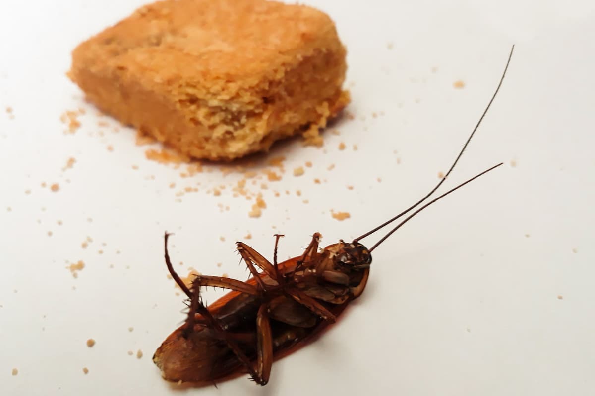 A cockroach lying on its back beside a food. 