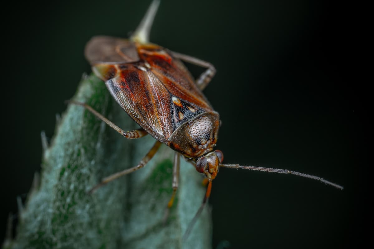 Close-up photo of a cockroach on a green leaf with a black background. 