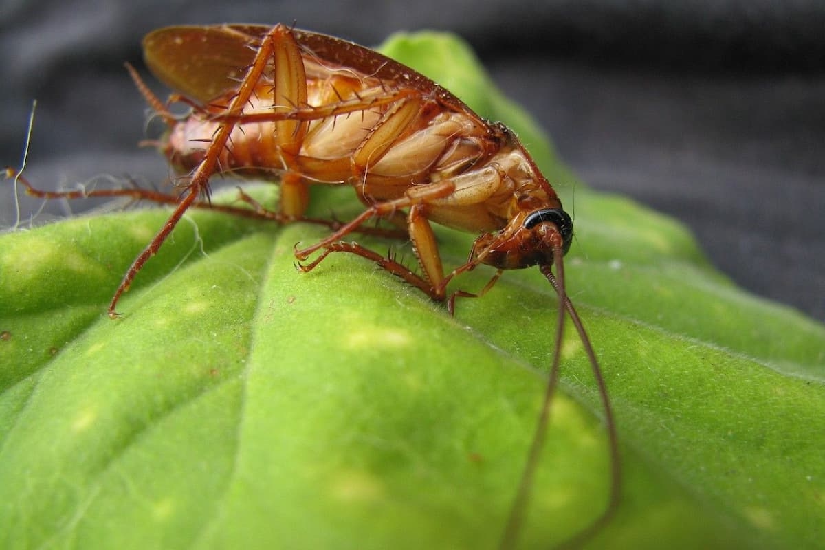 Close-up photo of a cockroach on a leaf. 
