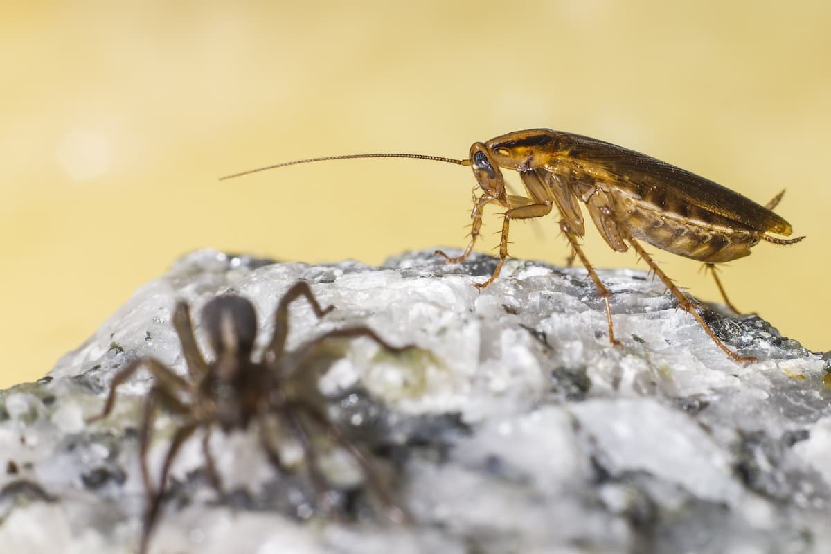 Close-up photo of a cockroach on a rock and a blurred spider in front with a yellow background. 