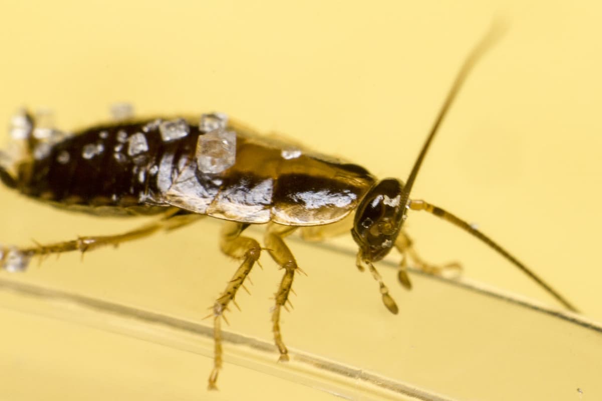 Close-up photo of a cockroach with a yellow background. 