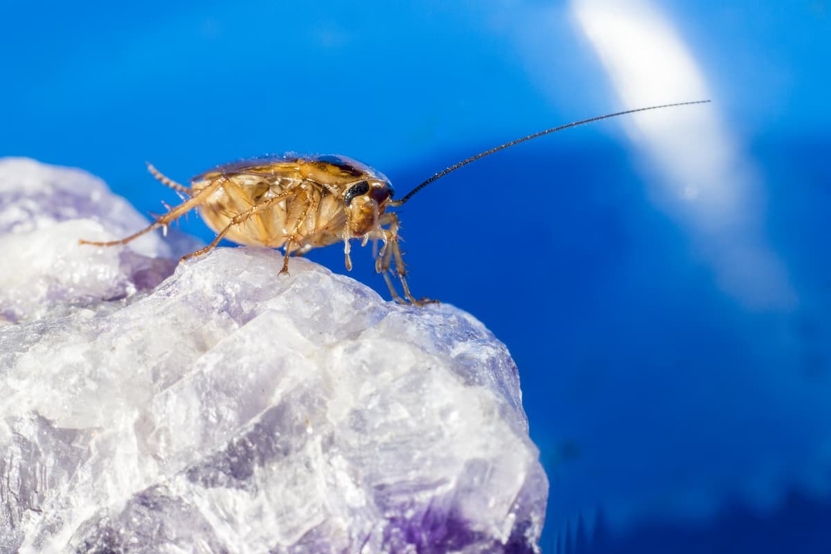 Close-up photo of a cockroach facing front with a blue background. 