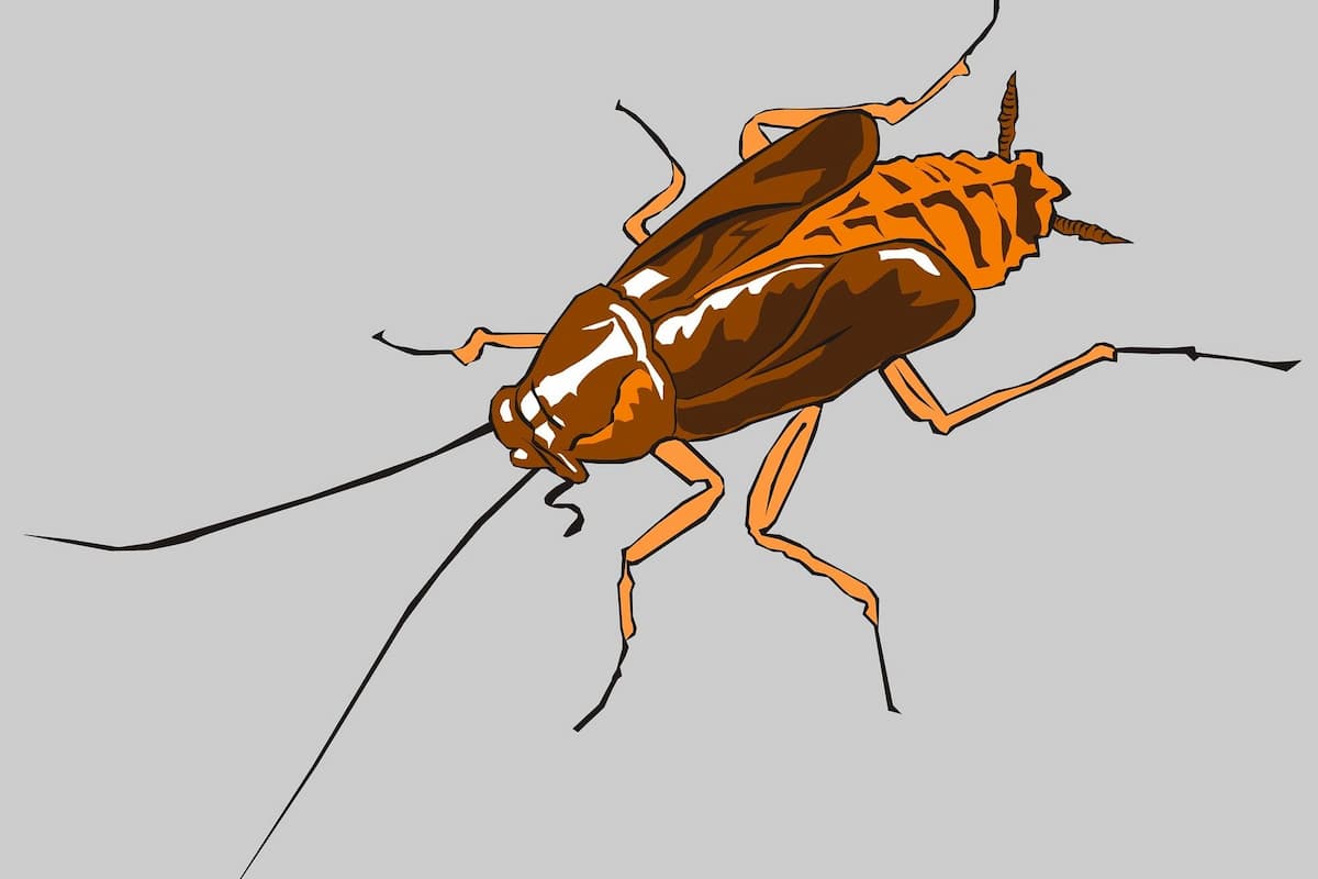 Illustration photo of a cockroach on a gray background.