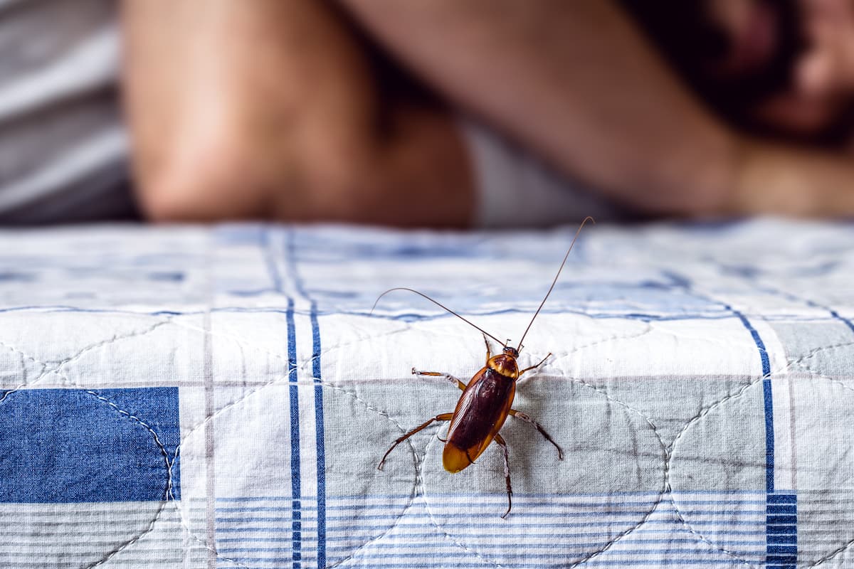 A cockroach on the bed and a blurred photo of a man sleeping.