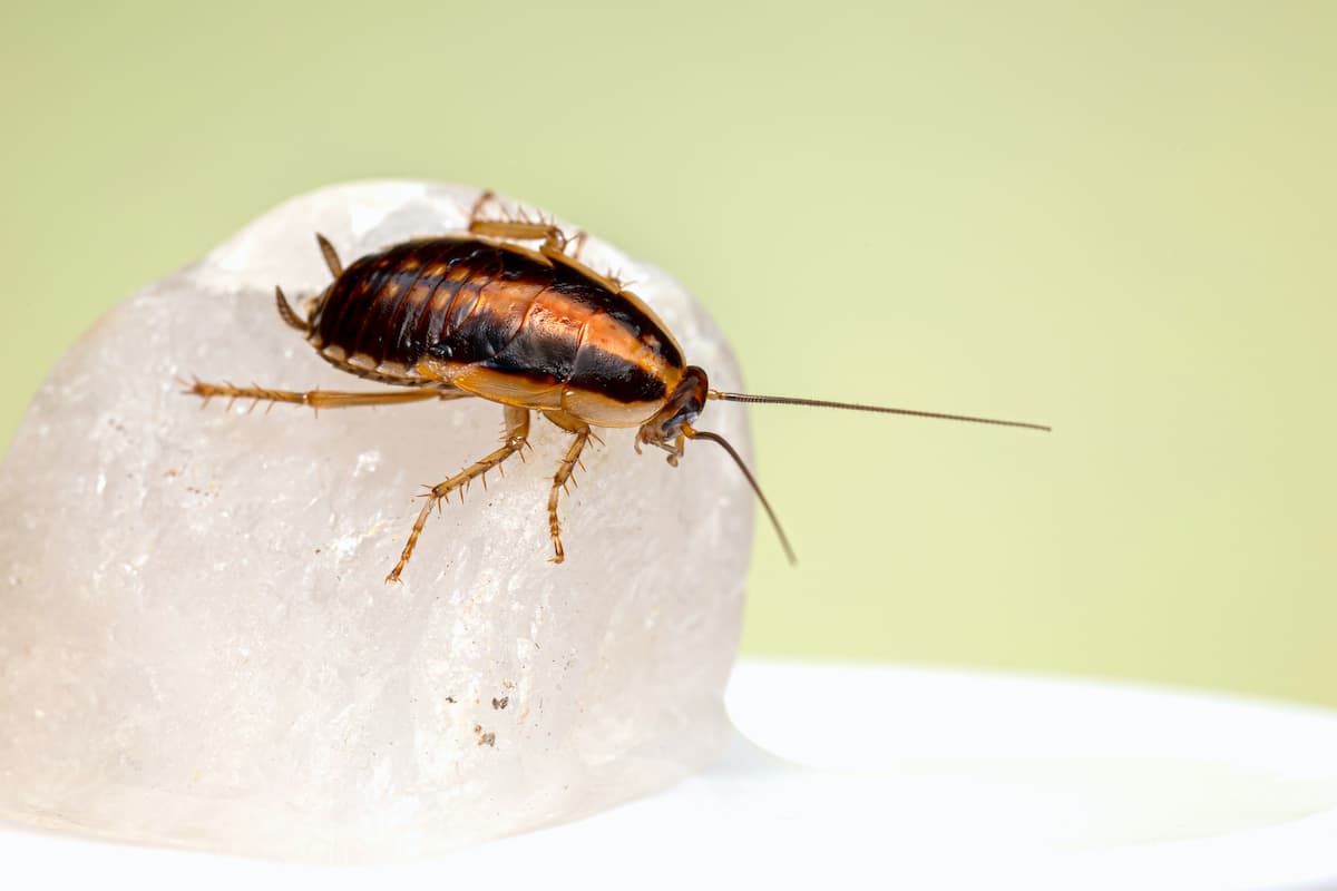 Close-up photo of a cockroach.