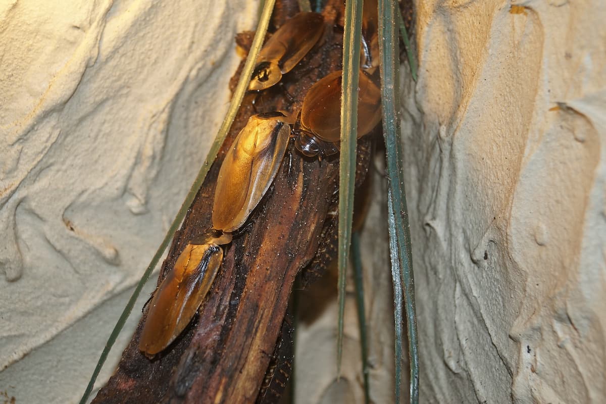 Cockroaches on a wood. 