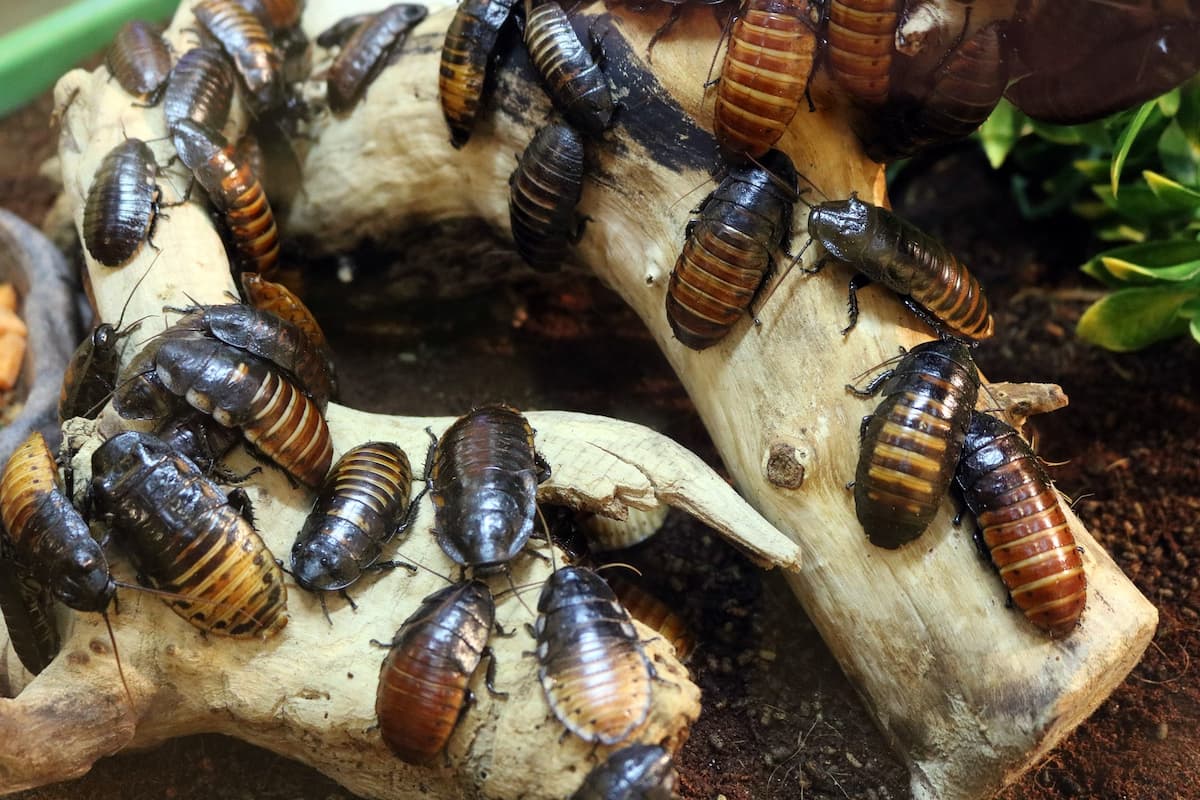 Photo of cockroaches on a wood. 