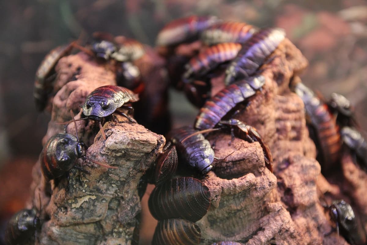 Close-up shot of cockroaches. 