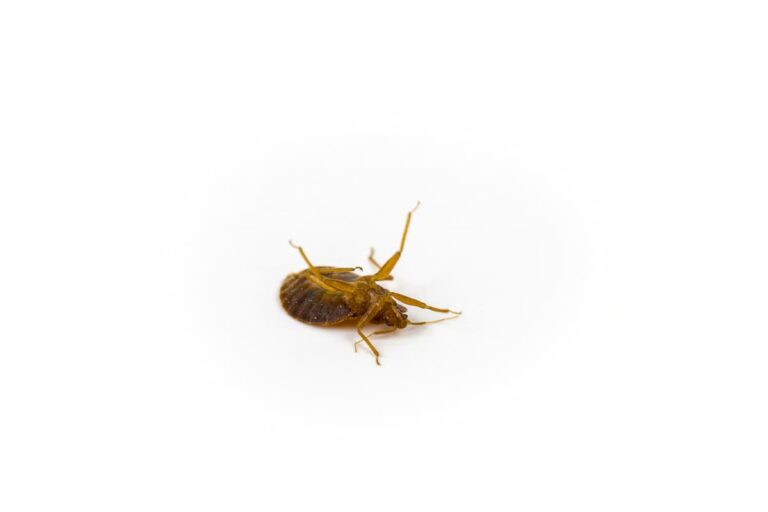 Does Killing Bed Bugs Attract More Bugs?