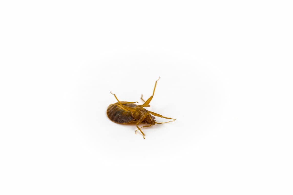 Close-up photo of a bed bug flailing its legs on a white background. 