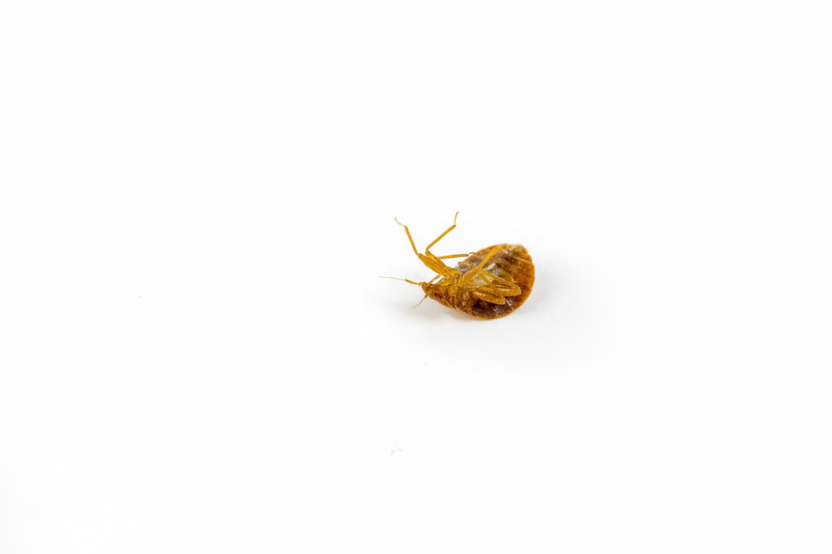Close-up photo of a dead bed bug on a white surface. 